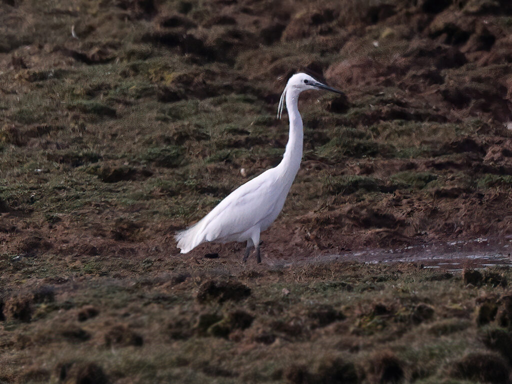 Silkeshäger (Little Egret Heron) vid Båtafjorden, Bua i Halland