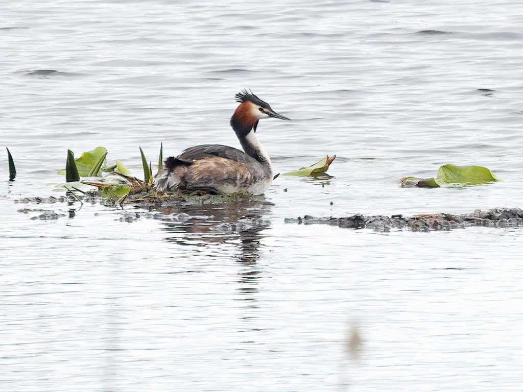 Skäggdopping (Great Crested Grebe) vid Lilla Holmsjön, Borlänge