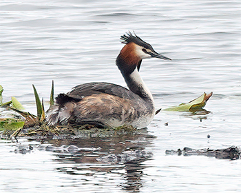 Skäggdopping (Great Crested Grebe) vid Lilla Holmsjön, Borlänge
