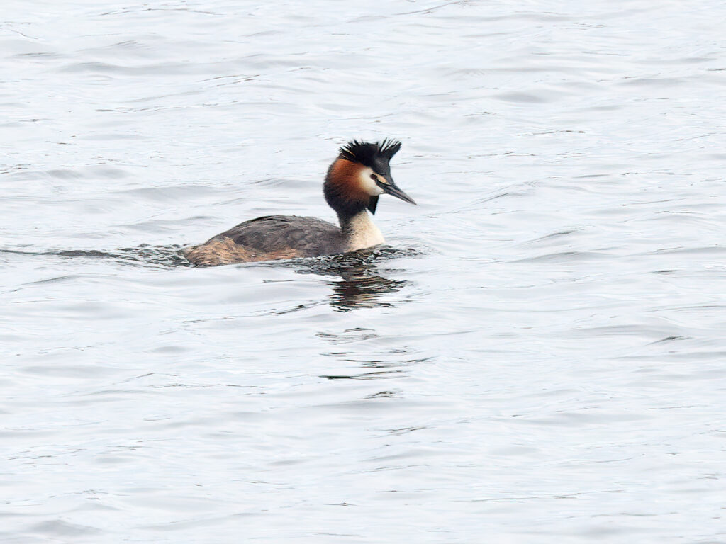 Skäggdopping (Great Crested Grebe) vid Lilla Holmsjön, Borlänge