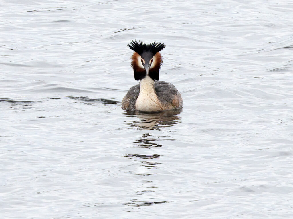 Skäggdopping (Great Crested Grebe) vid Lilla Holmsjön, Borlänge