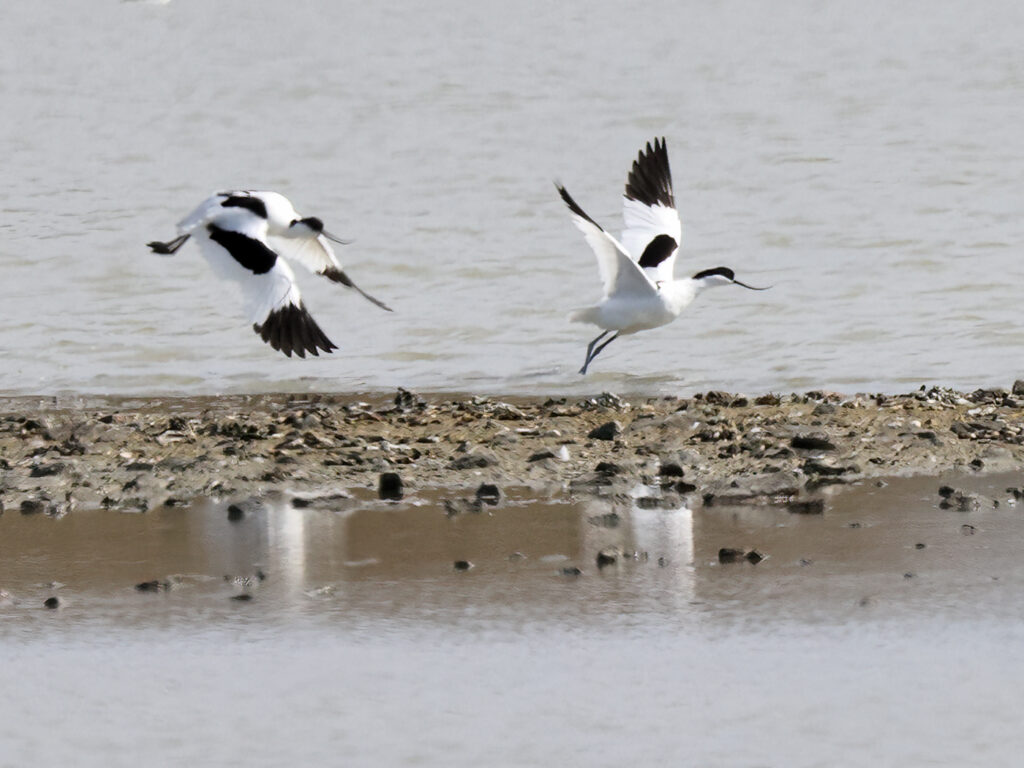 Skärfläcka (Avocet) vid Torslandaviken, Göteborg