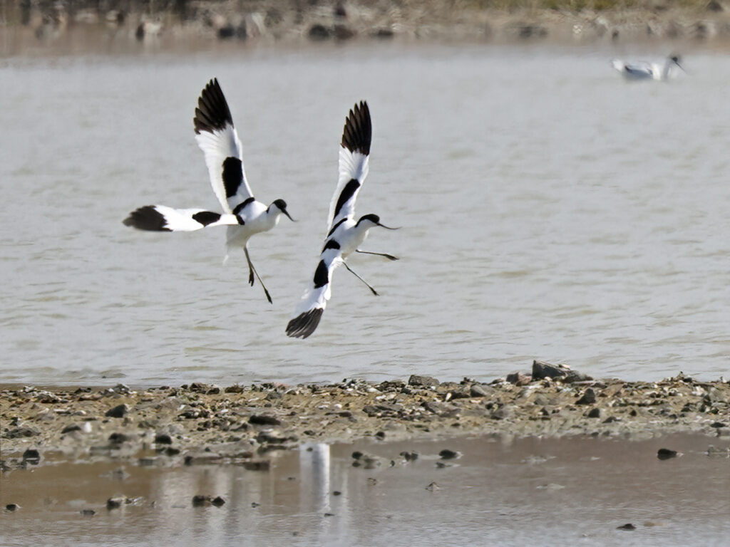 Skärfläcka (Avocet) vid Torslandaviken, Göteborg