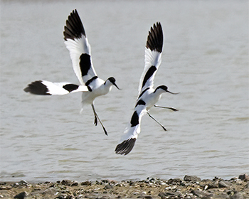 Skärfläcka (Avocet) vid Torslandaviken, Göteborg