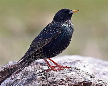 Stare (Common Starling) vid Stora Amundön, Göteborg