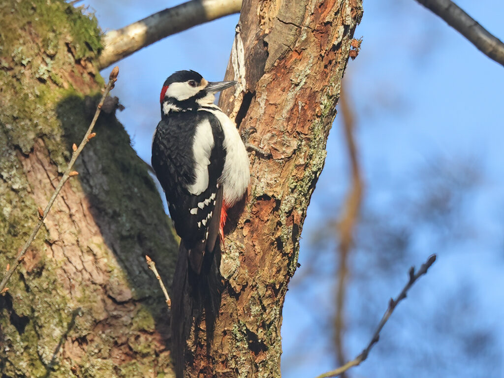 Större hackspett (Great Spotted Woodpecker) vid Stora Amundön, Göteborg