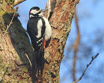 Större hackspett (Great Spotted Woodpecker) vid Stora Amundön, Göteborg