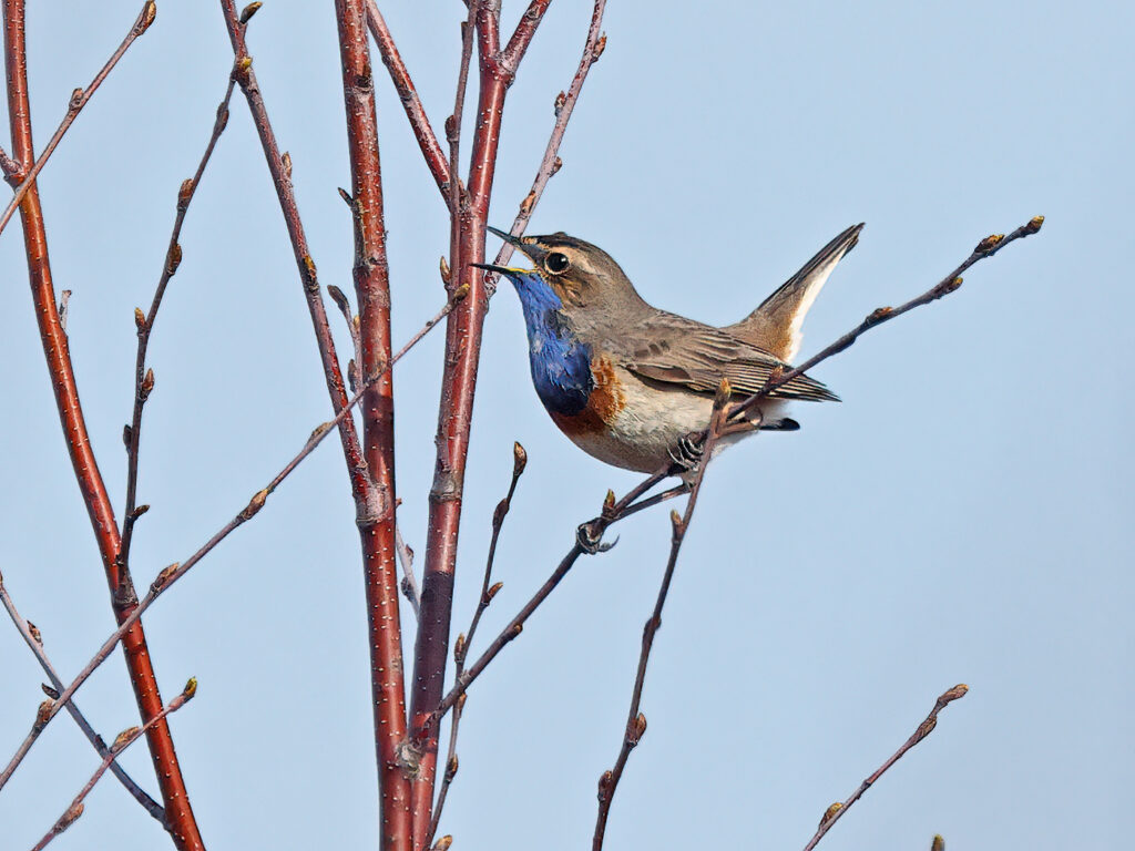 Vitstjärnig blåhake (White-spotted Bluethroat) vid Björkängs Camping, Halland