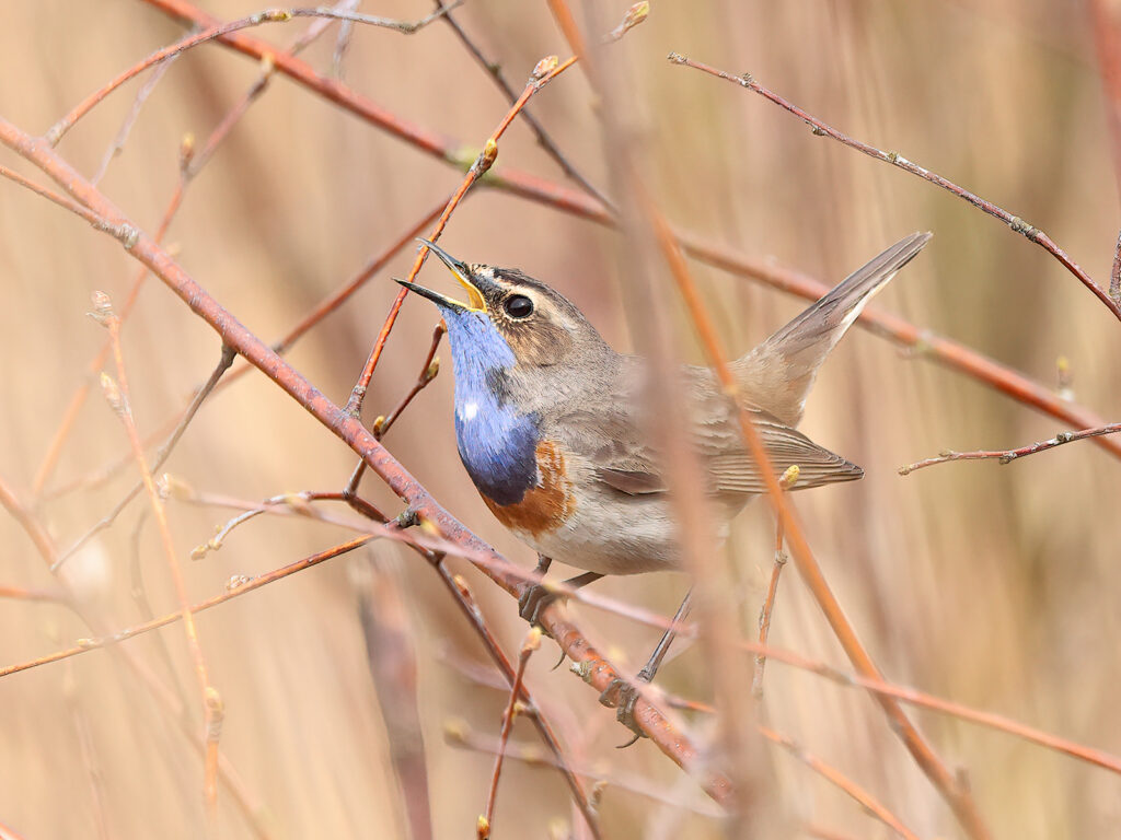 Vitstjärnig blåhake (White-spotted Bluethroat) vid Björkängs Camping, Halland