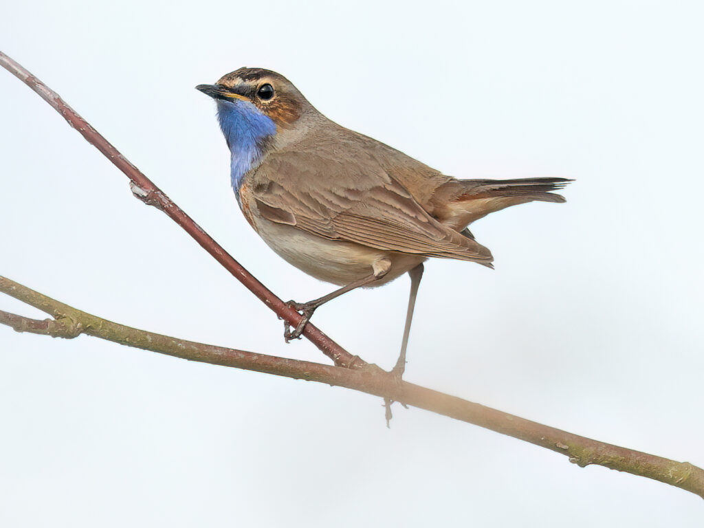 Vitstjärnig blåhake (White-spotted Bluethroat) vid Björkängs Camping, Halland