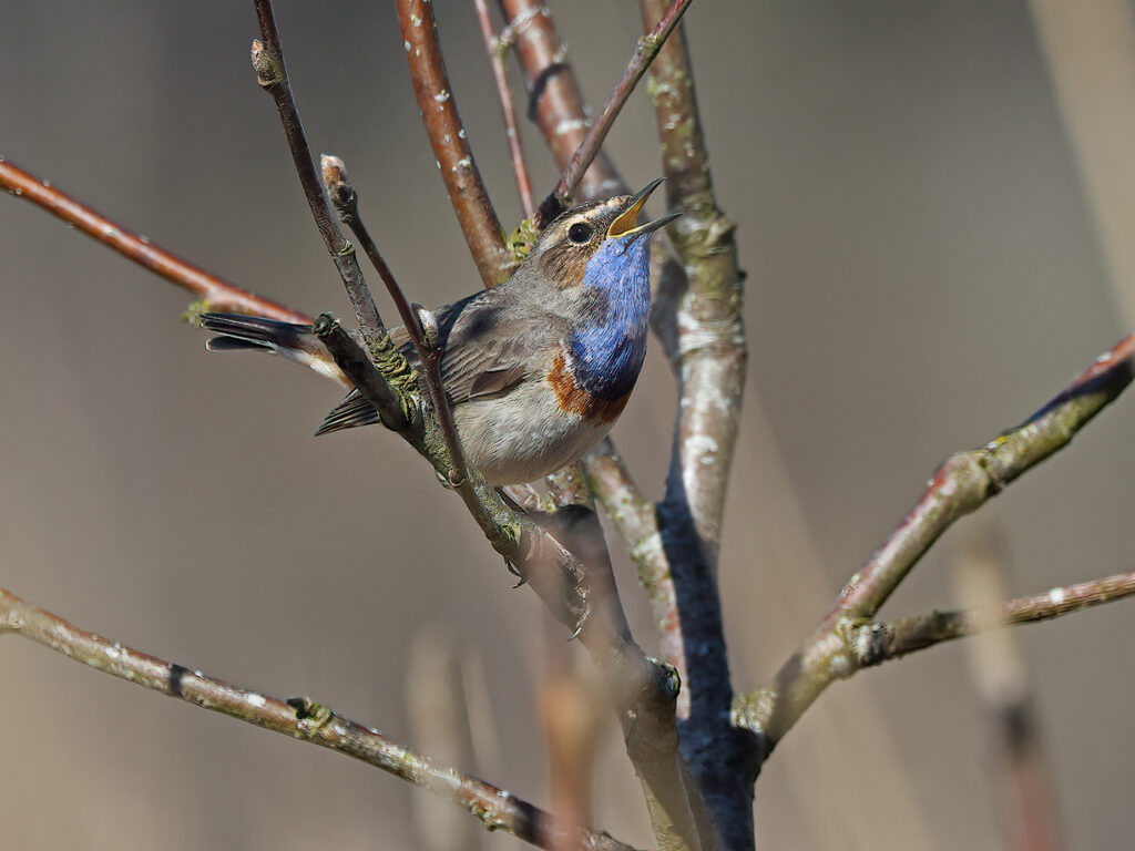 Vitstjärnig blåhake (White-spotted Bluethroat) vid Hjälms våtmark, Kungsbacka
