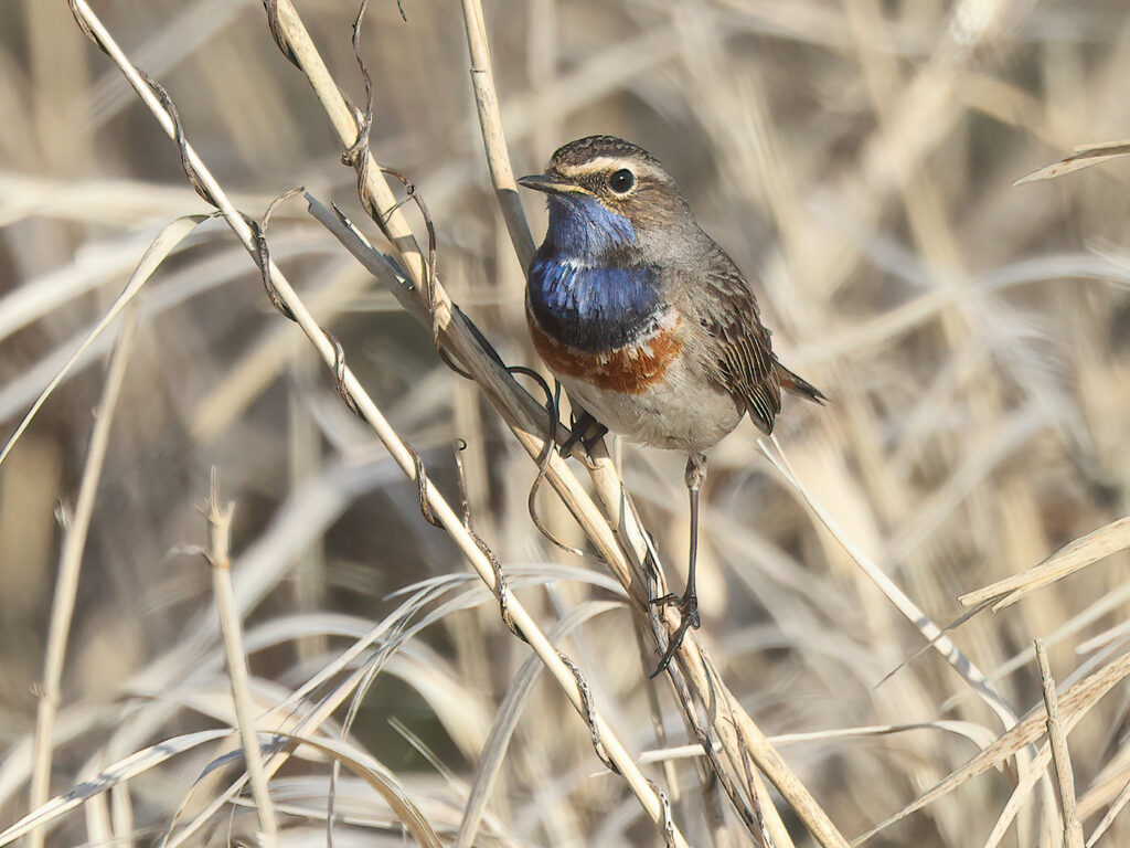 Vitstjärnig blåhake (White-spotted Bluethroat) vid Haga Kile, Göteborg