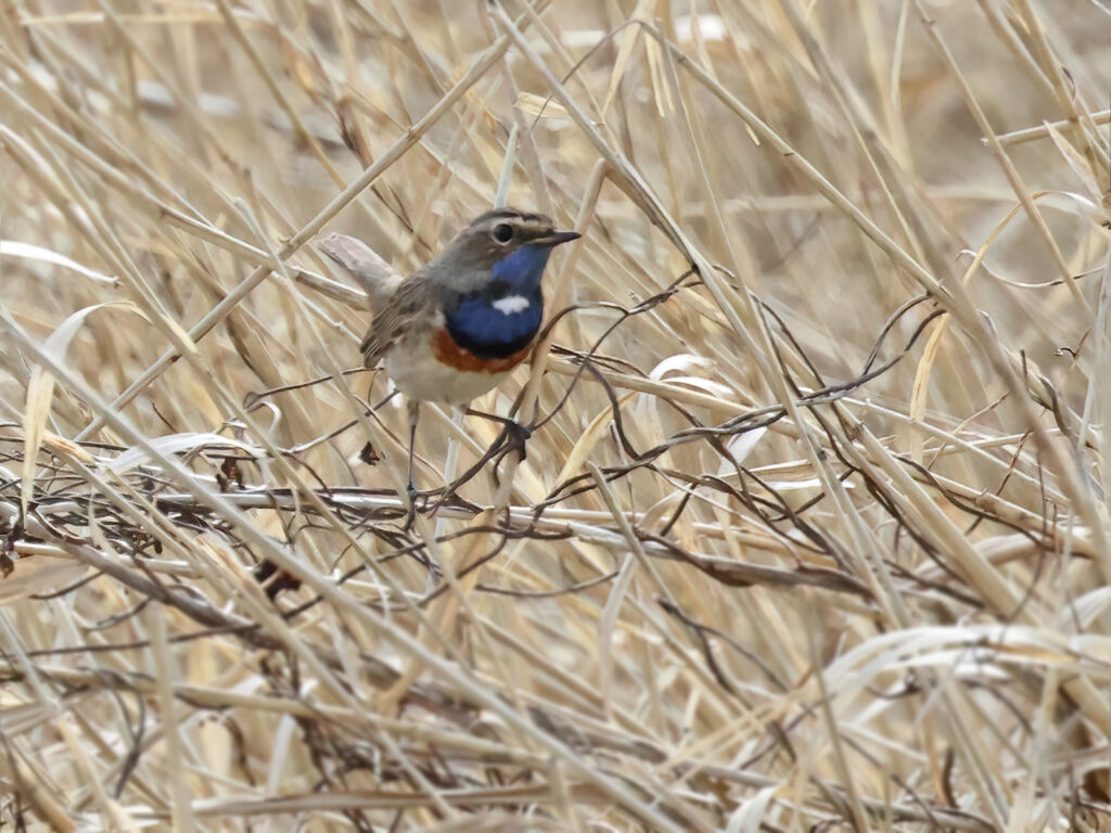 Vitstjärnig blåhake (White-spotted Bluethroat) vid Haga Kile, Göteborg
