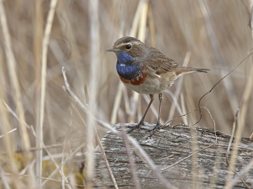 Vitstjärnig blåhake (White-spotted Bluethroat) vid Haga Kile, Göteborg
