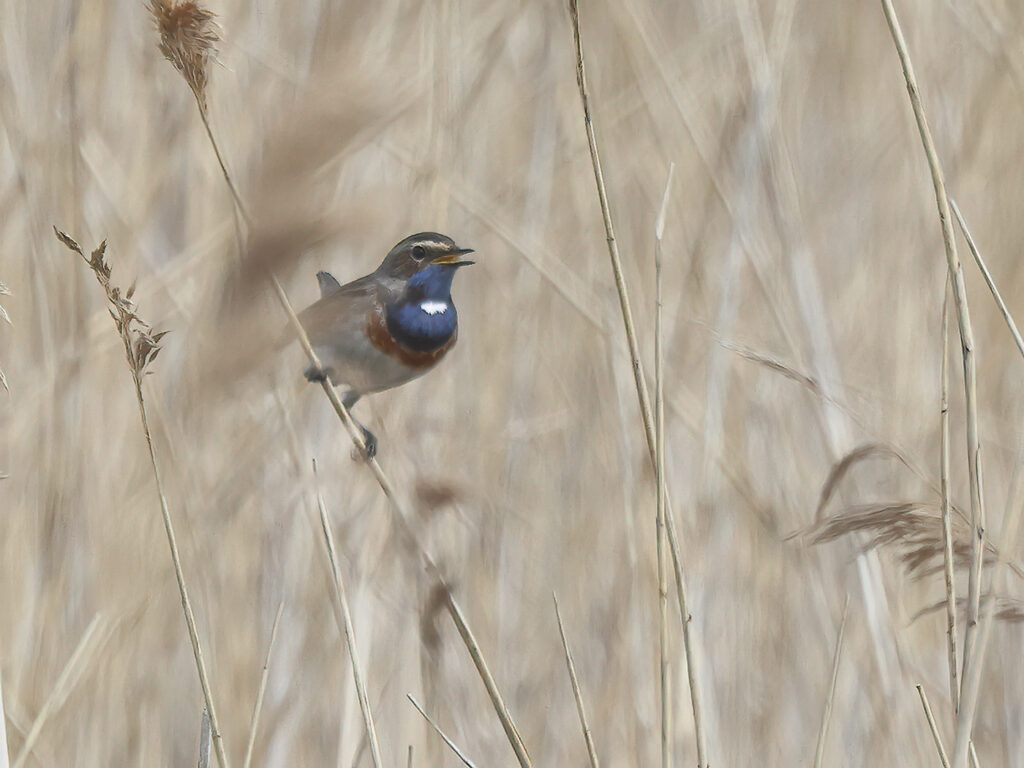 Vitstjärnig blåhake (White-spotted Bluethroat) vid Haga Kile, Billdal