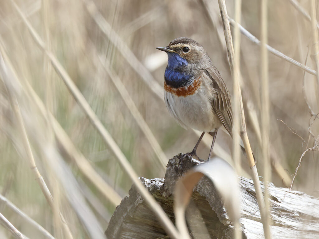Vitstjärnig blåhake (White-spotted Bluethroat) vid Haga Kile, Billdal