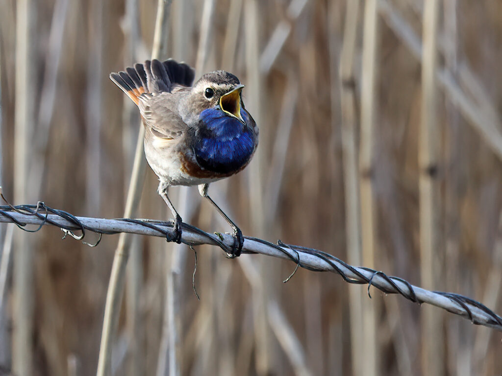Vitstjärnig blåhake (White-spotted Bluethroat) vid Haga Kile, Billdal