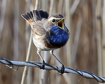 Vitstjärnig blåhake (White-spotted Bluethroat) vid Haga Kile-Grässkär, Billdal