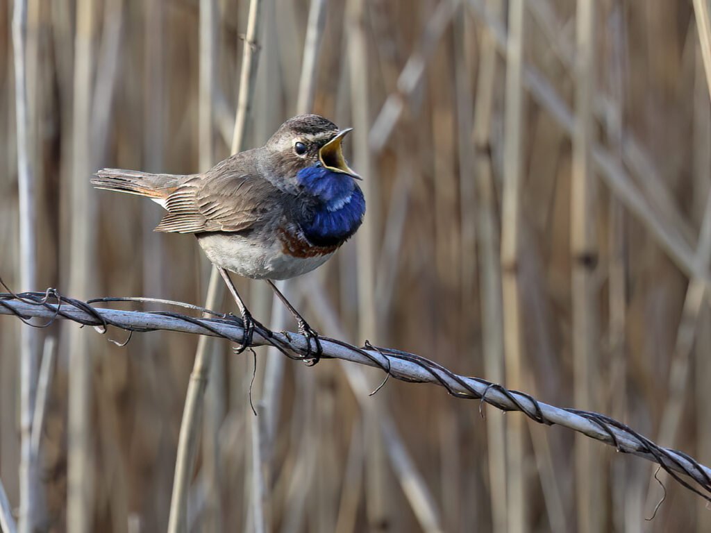 Vitstjärnig blåhake (White-spotted Bluethroat) vid Haga Kile, Billdal