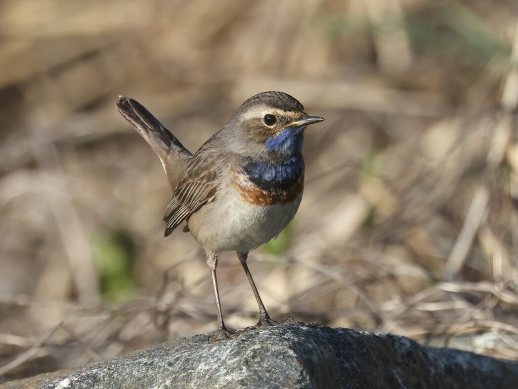 Vitstjärnig blåhake (White-spotted Bluethroat) vid Haga Kile, Billdal