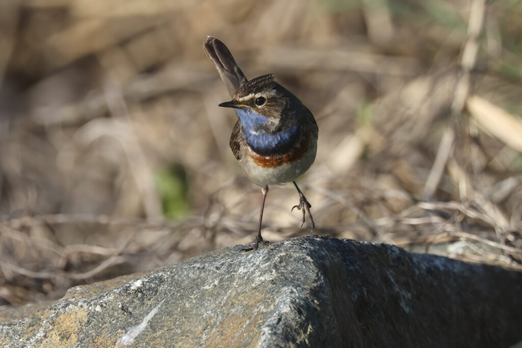 Vitstjärnig blåhake (White-spotted Bluethroat) vid Haga Kile, Billdal