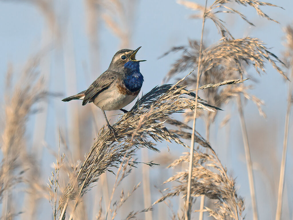 Vitstjärnig blåhake (White-spotted Bluethroat) vid Haga Kile, Billdal