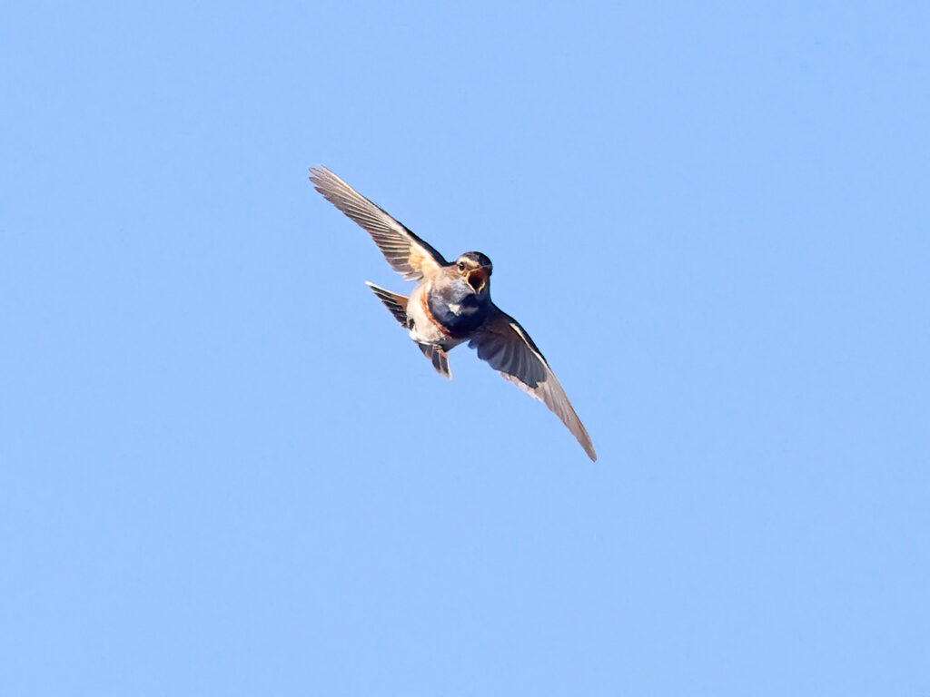 Vitstjärnig blåhake (White-spotted Bluethroat) vid Haga Kile, Billdal