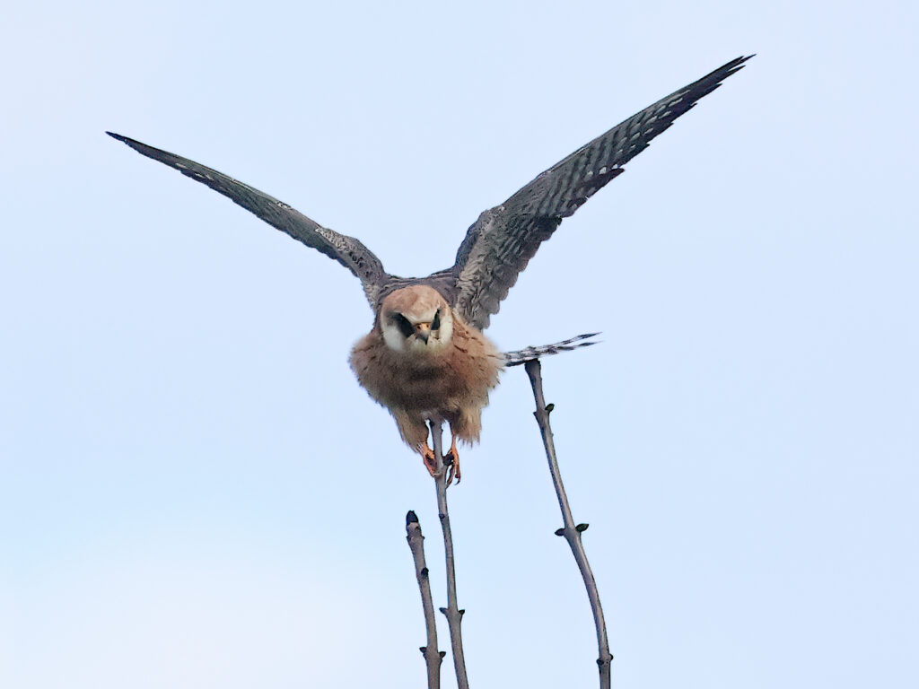 Aftonfalk (Red-footed Falcon) vid Höglanda, Tölö utanför Kungsbacka