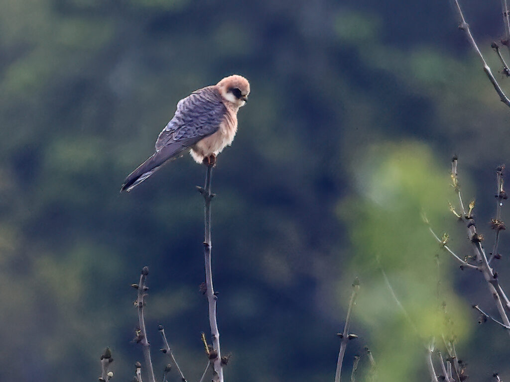 Aftonfalk (Red-footed Falcon) vid Höglanda, Tölö utanför Kungsbacka
