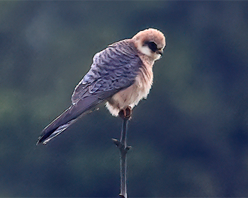 Aftonfalk (Red-footed Falcon) vid Höglanda, Tölö utanför Kungsbacka