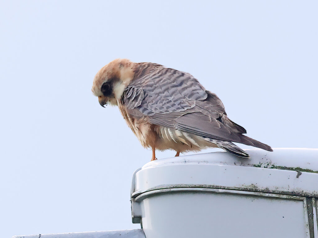 Aftonfalk (Red-footed Falcon) vid Höglanda, Tölö utanför Kungsbacka