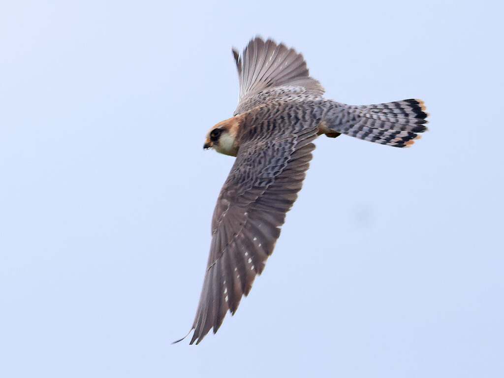 Aftonfalk (Red-footed Falcon) vid Höglanda, Tölö utanför Kungsbacka