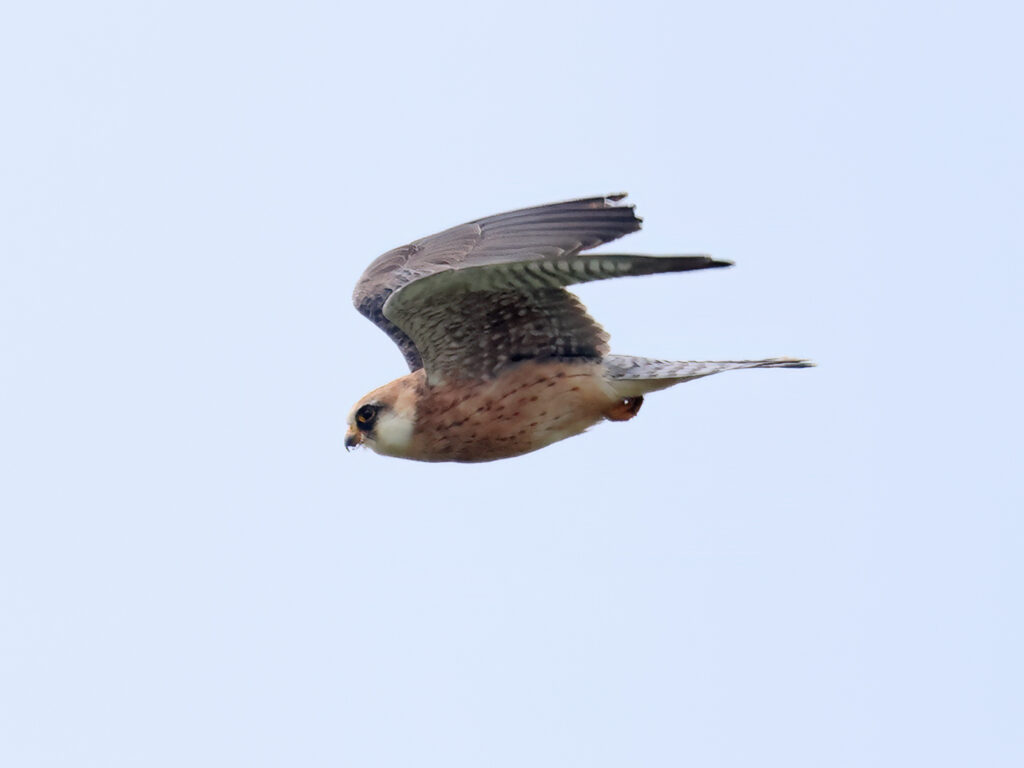 Aftonfalk (Red-footed Falcon) vid Höglanda, Tölö utanför Kungsbacka