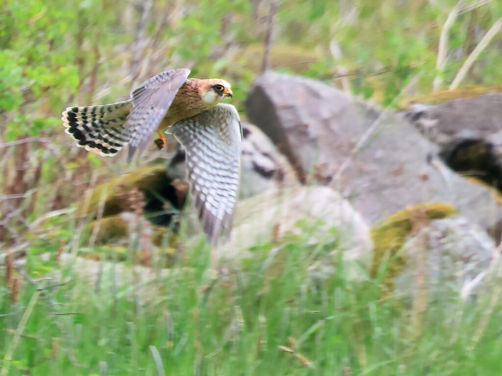 Aftonfalk (Red-footed Falcon) vid Höglanda, Tölö utanför Kungsbacka