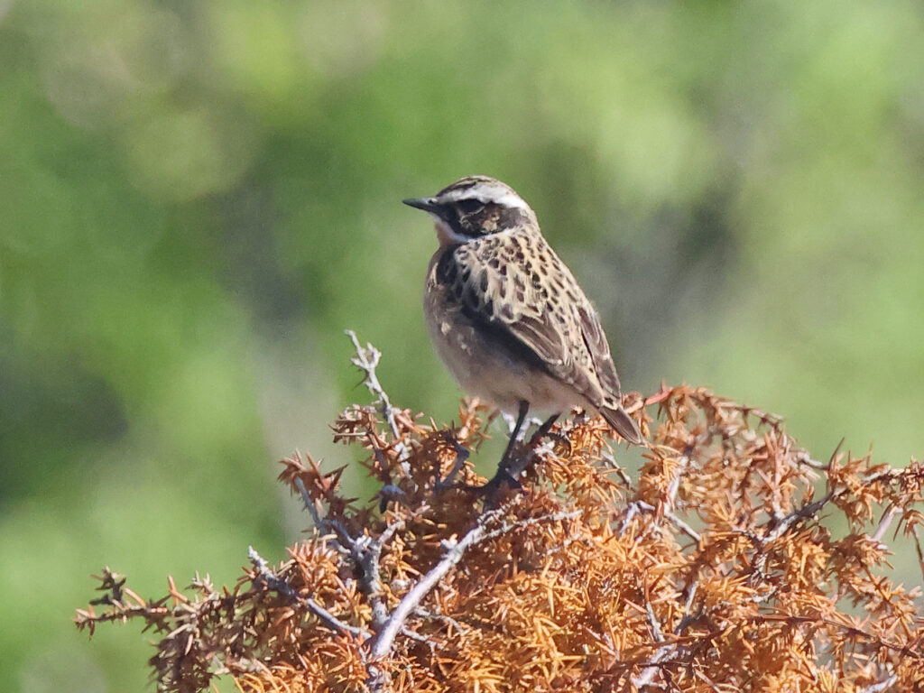 Buskskvätta (Whinchat) vid Videbergshamn utanför Ringhals, Halland