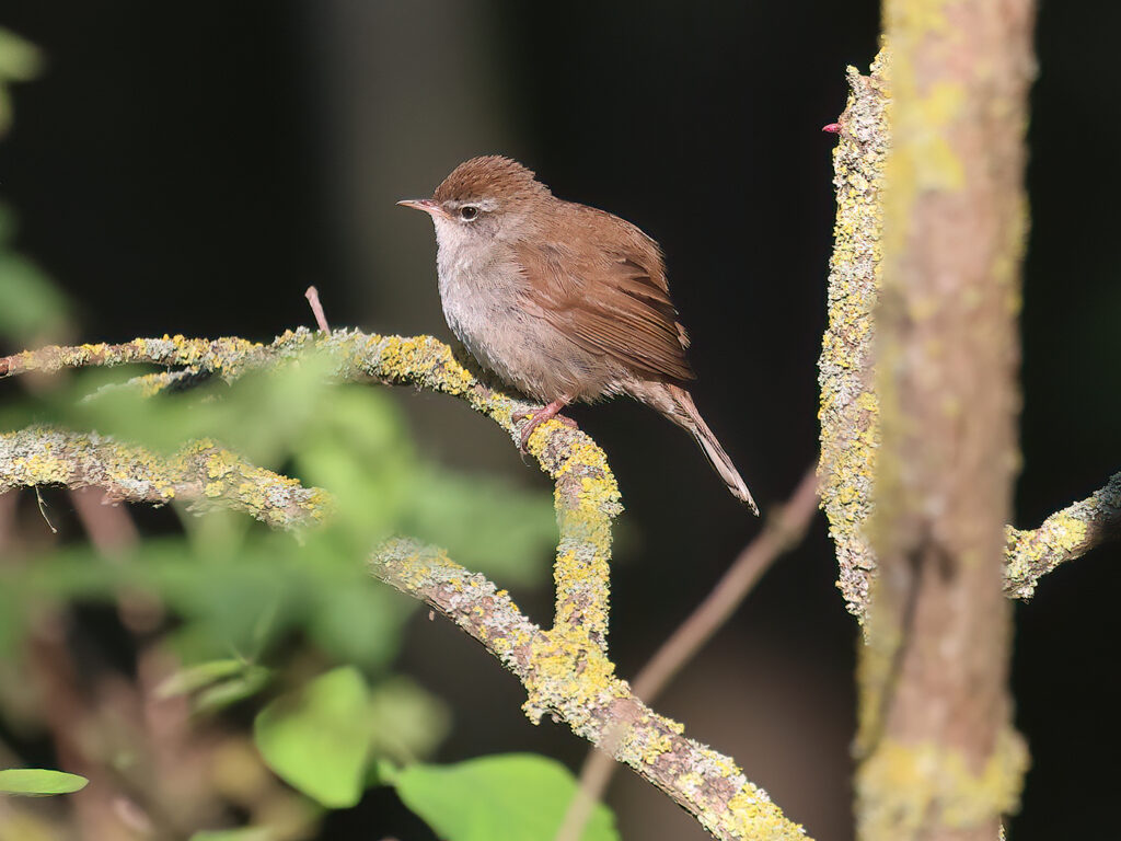 Cettisångare (Cetti`s Warbler) vid Albäcksskogen, Trelleborg