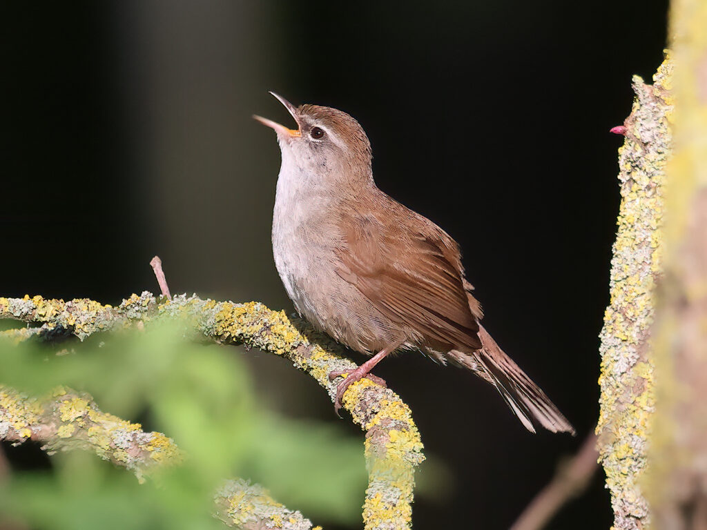 Cettisångare (Cetti`s Warbler) vid Albäcksskogen, Trelleborg