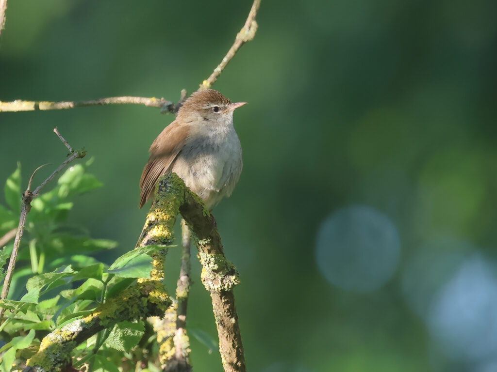 Cettisångare (Cetti`s Warbler) vid Albäcksskogen, Trelleborg
