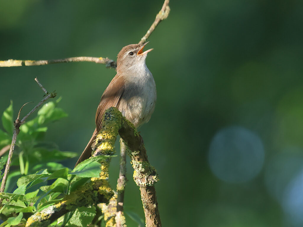 Cettisångare (Cetti`s Warbler) vid Albäcksskogen, Trelleborg
