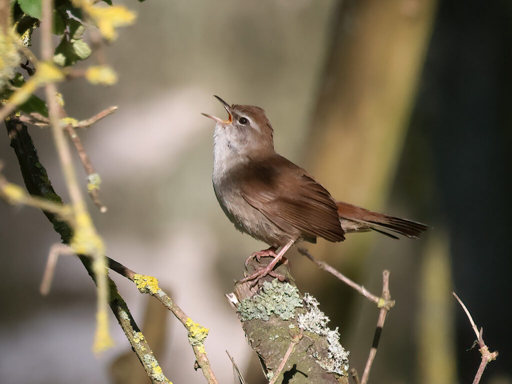 Cettisångare (Cetti`s Warbler) vid Albäcksskogen, Trelleborg
