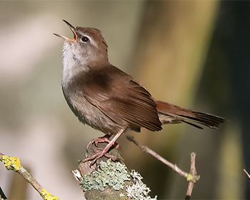 Cettisångare (Cetti`s Warbler) vid Albäcksskogen, Trelleborg