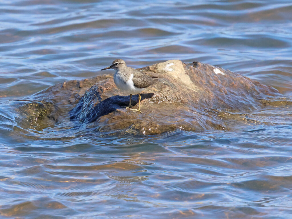 Drillsnäppa (Common Sandpiper) vid Källlstorps våtmark, Falkenberg