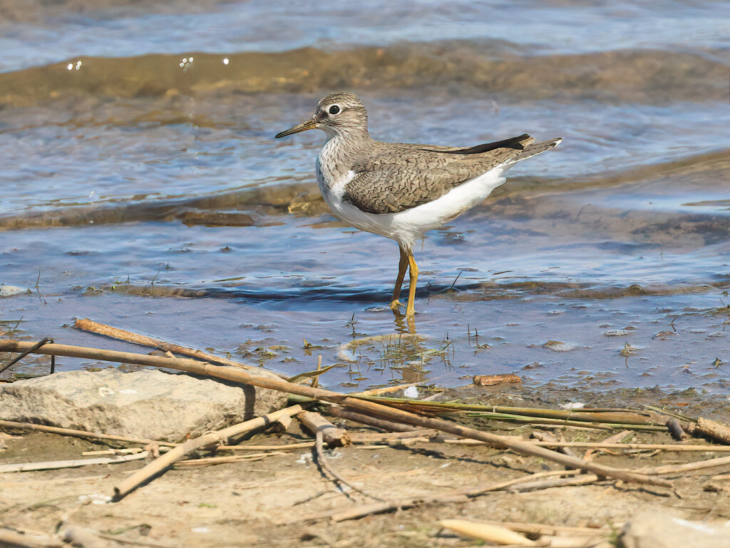 Drillsnäppa (Common Sandpiper) vid Källlstorps våtmark, Falkenberg
