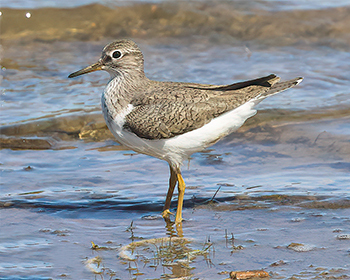 Drillsnäppa (Common Sandpiper) vid Källtorps våtmark, Falkenberg