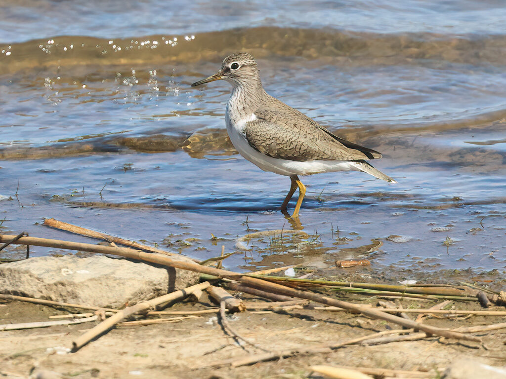 Drillsnäppa (Common Sandpiper) vid Källlstorps våtmark, Falkenberg