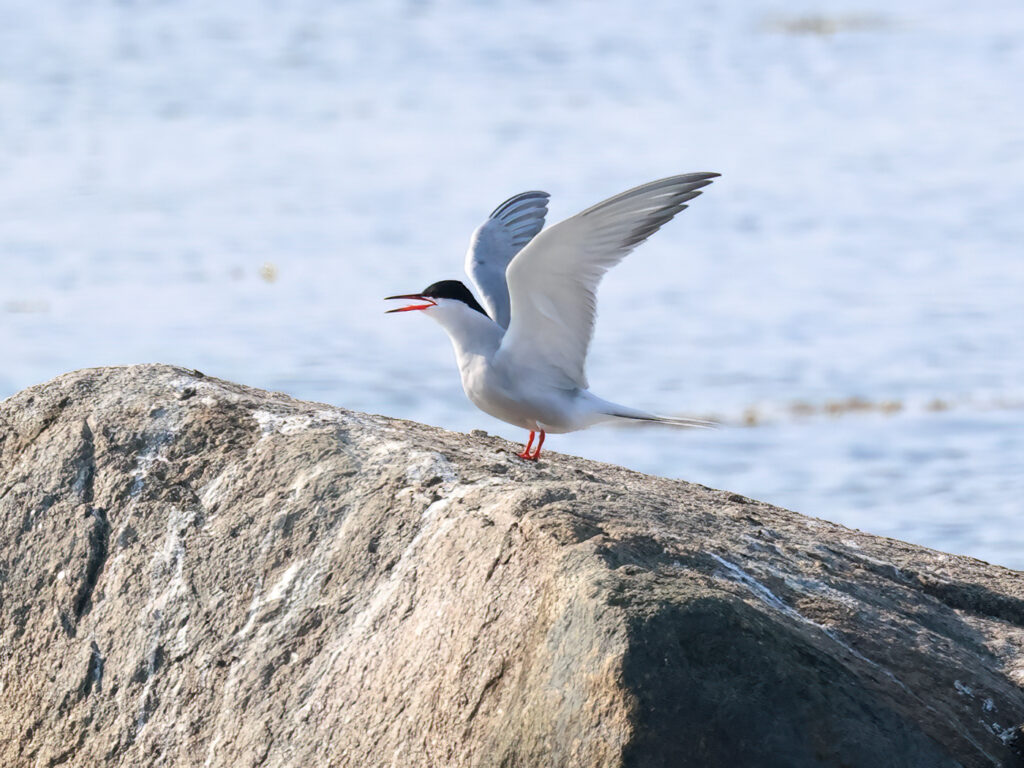 Fisktärna (Common Tern) vid Grässkär, Haga Kile söder om Göteborg
