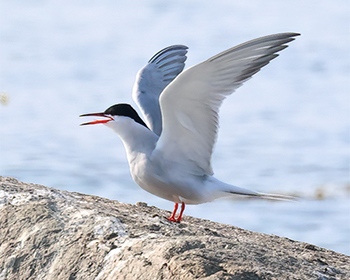 Fisktärna (Common Tern) vid Grässkär, Haga kile söder om Göteborg