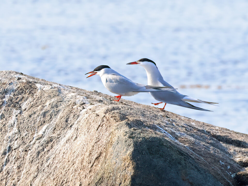 Fisktärna (Common Tern) vid Grässkär, Haga Kile söder om Göteborg