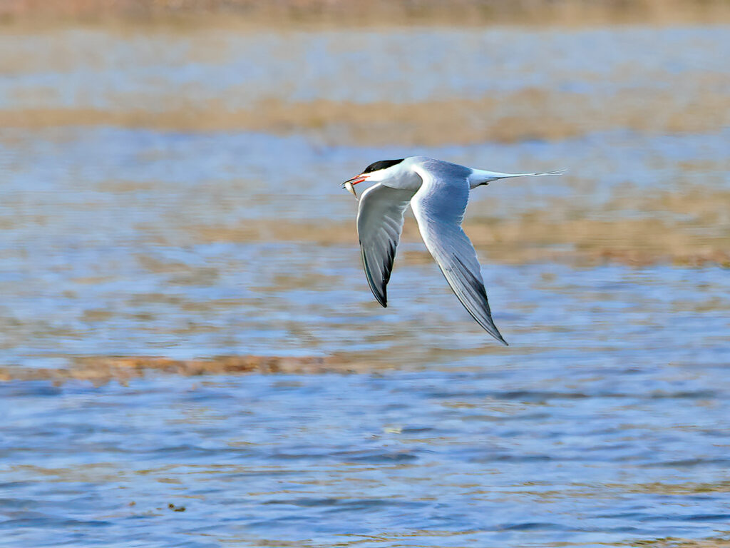 Fisktärna (Common Tern) vid Grässkär, Haga Kile söder om Göteborg