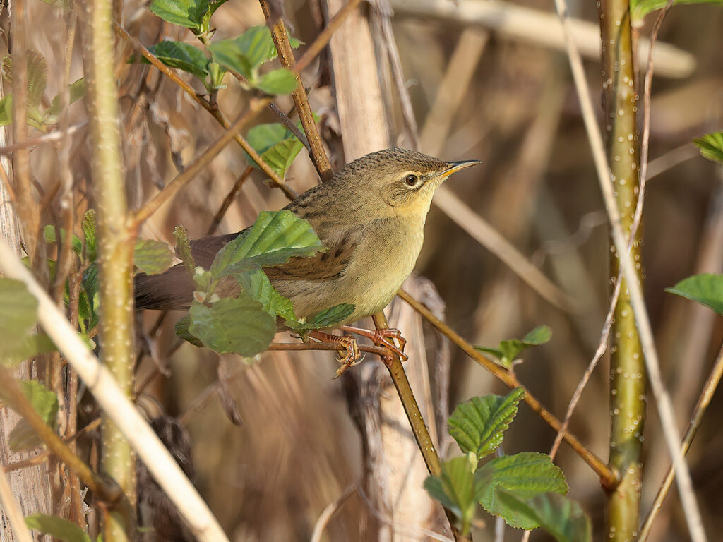 Gräshoppsångare (Grasshopper warbler) vid Haga Kile, Göteborg
